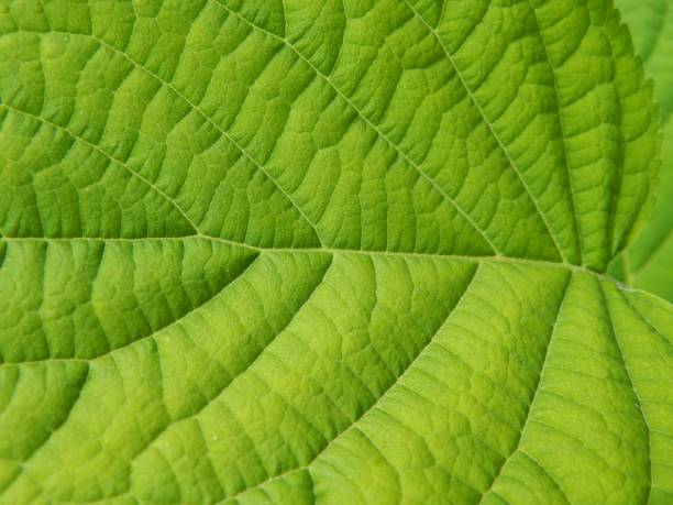 istock Beautiful green leaf in the park 1068245080