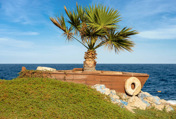 Palm tree in a pot in the shape of a wooden boat on a blue sky. Red Sea near Marsa Alam, Egypt, Africa