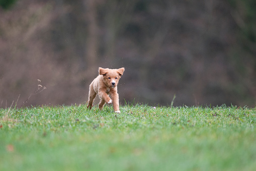Cute, playful little orange puppy. Purebred dog Nova Scotia Duck Tolling Retriever (Little River Duck Dog) running on green grass.