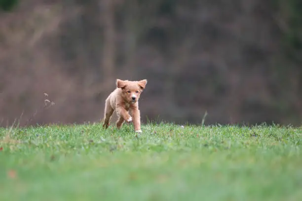 Photo of Running puppy