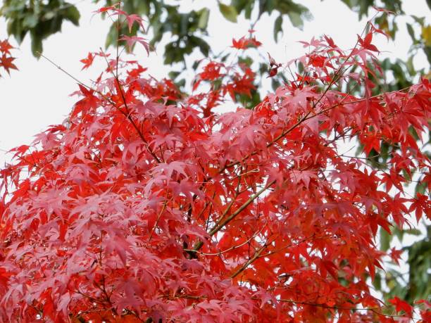 istock Autumn leaves, Maple, Japan 1068251232