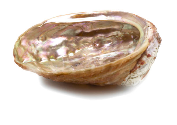 istock Beautiful natural haliotis shell on a white background isolated 1068253608