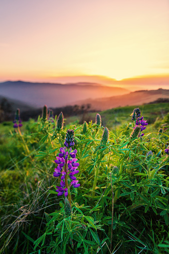 Landscape image of beautiful lupine blooms at sunset. Northern California, USA.