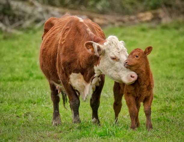 mamá vaca y becerro compartiendo un nuzzle - ternera fotos fotografías e imágenes de stock