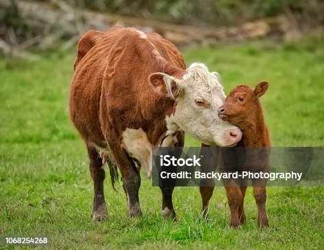 70,844 Cow Calf Stock Photos, Pictures & Royalty-Free Images - iStock | Cow calf rancher, Dairy cow calf, Jersey cow calf 70,844 Cow Calf Stock Photos, Pictures & Royalty-Free Images - iStock | Cow calf rancher, Dairy cow calf, Jersey cow calf