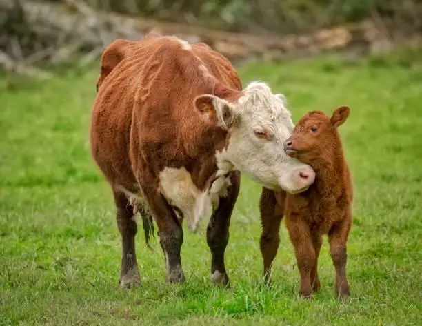 Photo of Momma Cow and Calf Sharing a Nuzzle