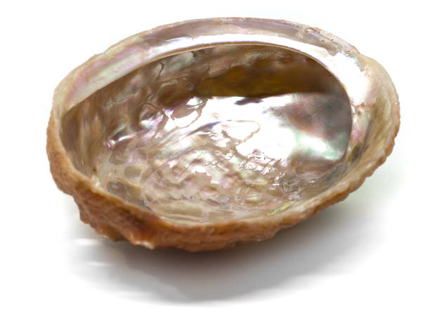 istock Beautiful natural haliotis shell on a white background isolated 1068256832