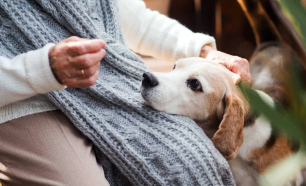 eine ältere frau mit einem hund an einem sonnigen tag im herbst draußen auf einer terrasse sitzen. - nur seniorinnen stock-fotos und bilder