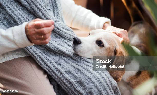 An Elderly Woman With A Dog Sitting Outdoors On A Terrace On A Sunny Day In Autumn Stock Photo - Download Image Now