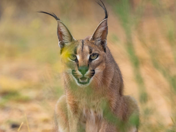 istock Lynx of the desert in savannah 1068261178