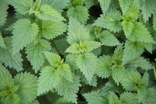 Close-up of stinging nettle (Urtica dioica).