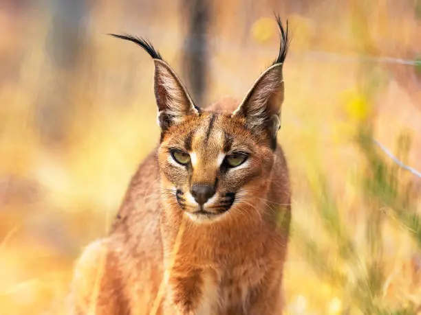 Lynx of the desert in savannah
