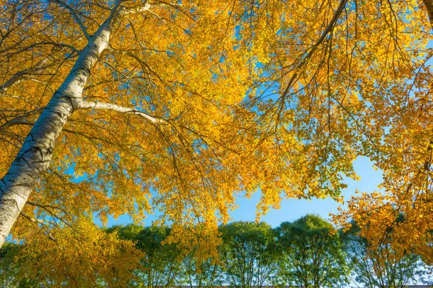 Foliage of deciduous trees in fall colors in sunlight in autumn below a blue sky