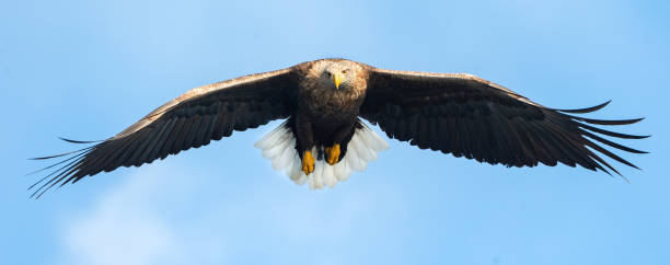 Adult White-tailed eagle in flight. Adult White-tailed eagle in flight. Front view. Blue sky background. Scientific name: Haliaeetus albicilla, also known as the ern, erne, gray eagle, Eurasian sea eagle and white-tailed sea-eagle. lough erne photos stock pictures, royalty-free photos & images