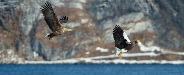 istock Flying Steller`s sea eagle and white-tailed eagle. 1068274180