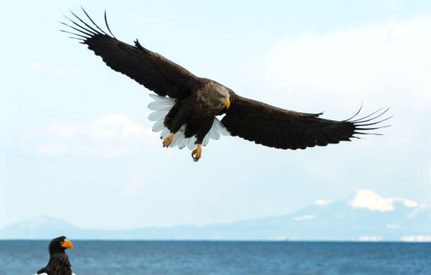 istock Adult White-tailed eagle in flight. 1068274186