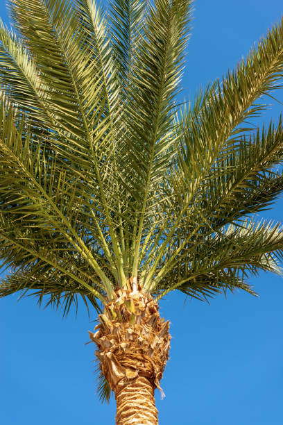 istock Palm Tree on a clear Blue Sky - Egypt Africa 1068274424