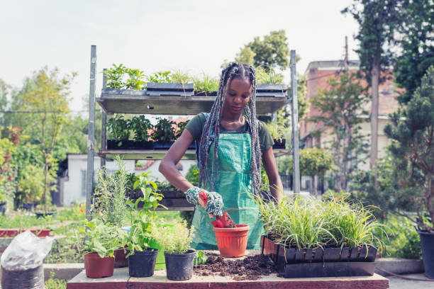 istock African woman doing re-potting in a backyard 1068274676