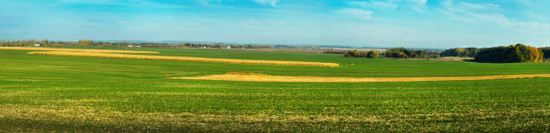 istock panoramic view of lines green field and dry cornfield 1068274692