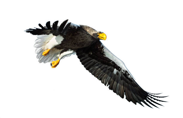 istock Adult Steller's sea eagle in flight. 1068274700