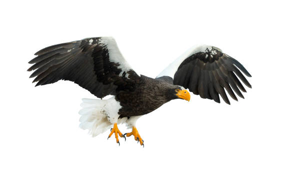 istock Adult Steller's sea eagle in flight. 1068275788