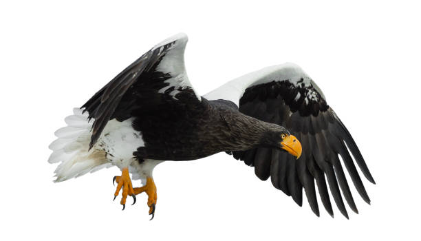 istock Adult Steller's sea eagle in flight. 1068275820