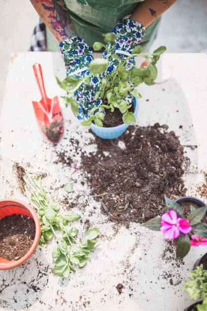 istock African woman doing re-potting in a backyard 1068276100