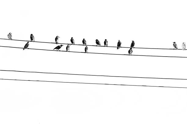 istock birds sitting on electric cables 1068276136