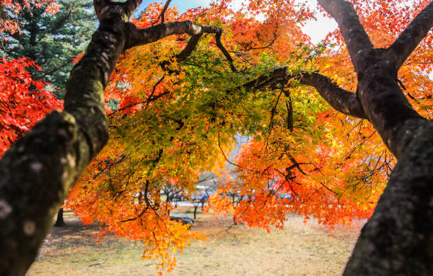istock VD703 Autumn leaves in red on a tree 1068276192