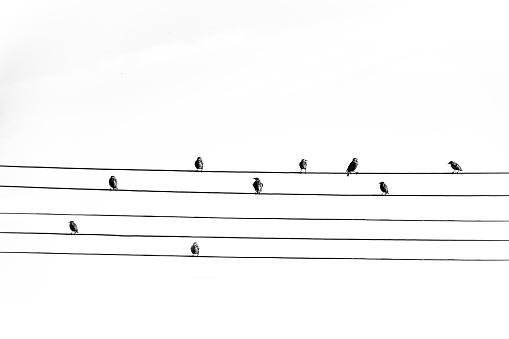 birds sitting on electric cables