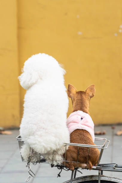 istock A small dog sits on a saddle behind a bicycle. 1068279024