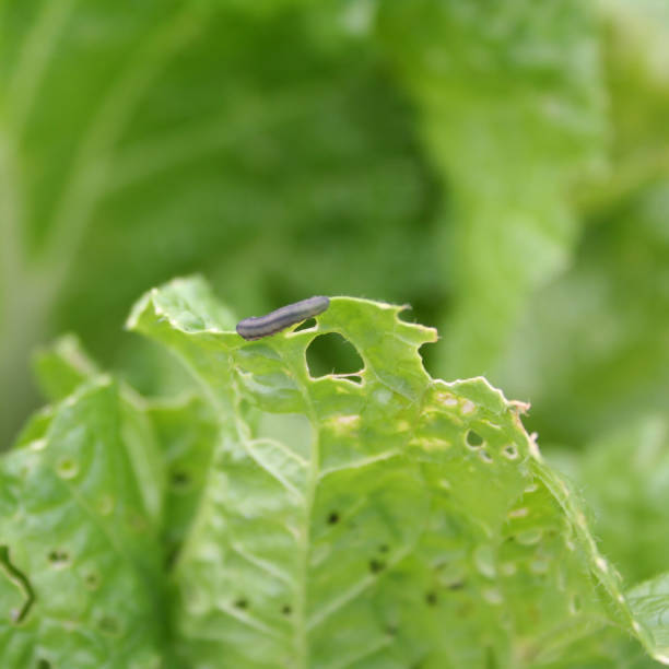 istock Small grey worm eating lettuce plant 1068281902
