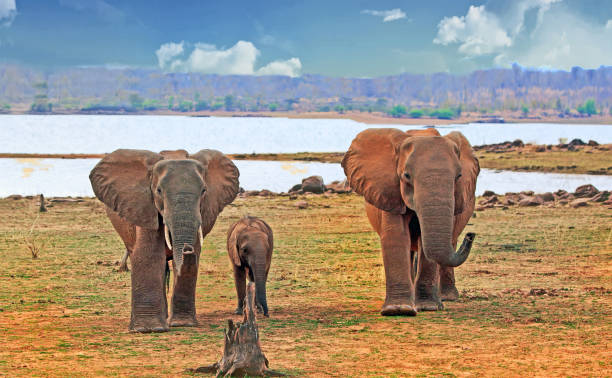 Three elephants with a calf in the middle with a nice view of Lake Kariba in the background Small family herd of Elephant including a small calf, standing on the shoreline of Lake Kariba, Zimbabwe lake kariba stock pictures, royalty-free photos & images