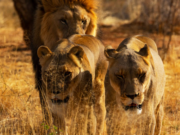 istock Lion family in the wild 1068289532