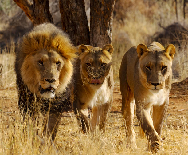 famille de lion à l’état sauvage - lion mane strength male animal photos et images de collection