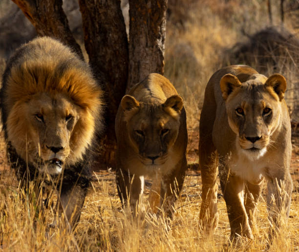 istock Lion family in the wild 1068289562
