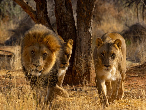 istock Lion family in the wild 1068289582