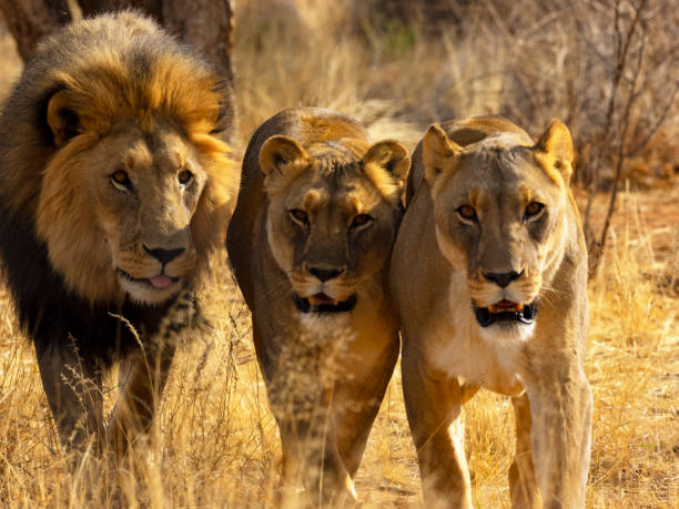 istock Lion family in the wild 1068289630