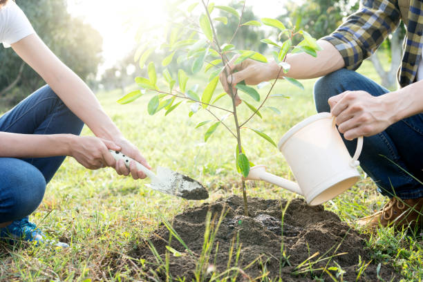istock young man and woman plant a tree 1068289696