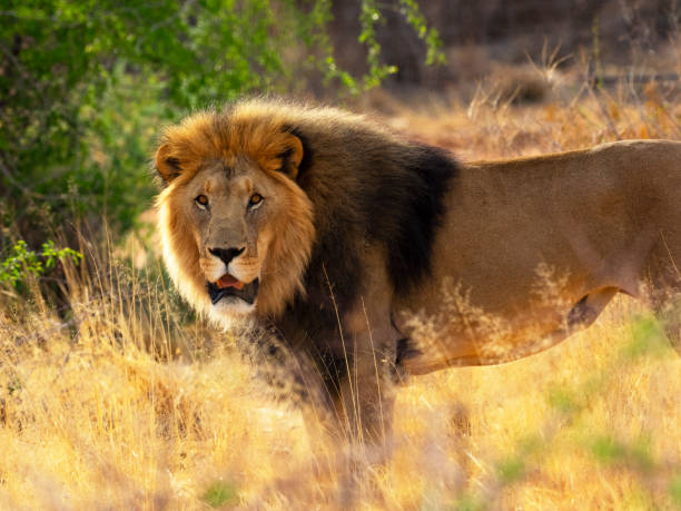 istock Lion in the wild 1068291568