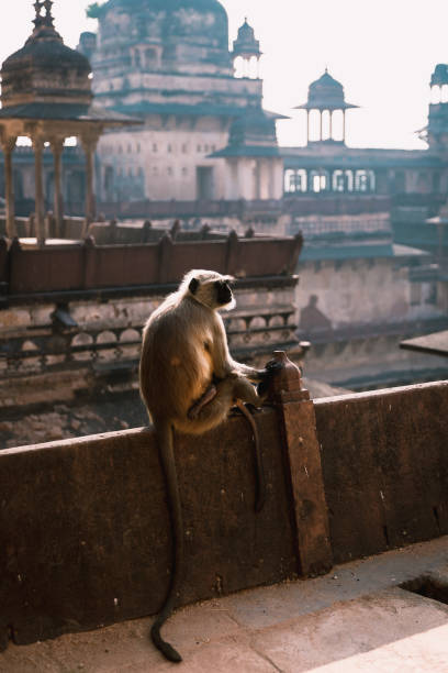 istock Orchha, Madhya Pradesh, India 1068291600