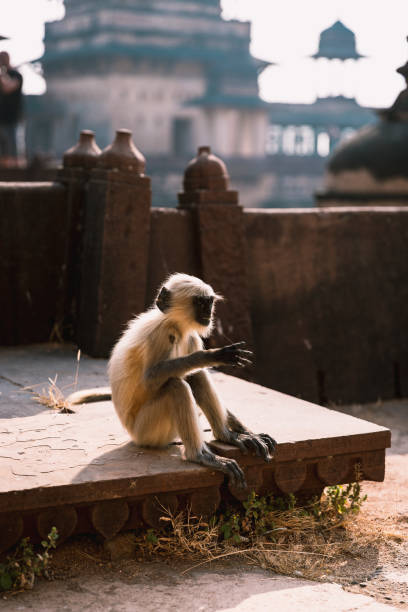 istock Orchha, Madhya Pradesh, India 1068291636