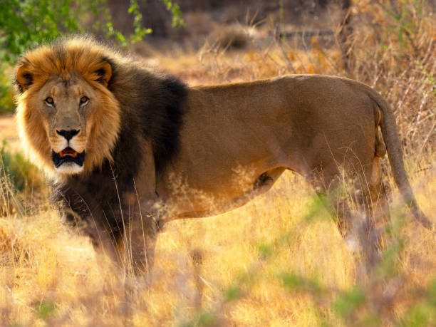 istock Lion in the wild 1068292206