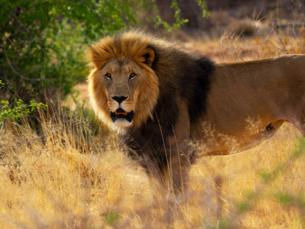 istock Lion in the wild 1068292874