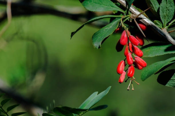 istock Ripe berries of barberry on a green background (Berberis vulgaris) 1068293000