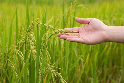 holding golden rice paddy in hand