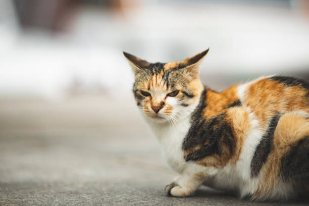 istock portrait of angry cat 1068295022