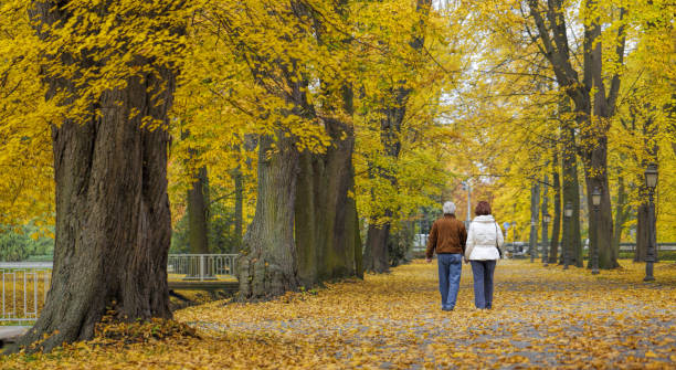 vista posterior en la senior pareja cogidos de la mano paseando por el parque en otoño - november tranquil scene autumn leaf fotografías e imágenes de stock