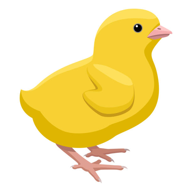 Pollito Saliendo Del Huevo Vectores Libres de Derechos - iStock Pollito Saliendo Del Huevo Vectores Libres de Derechos - iStock