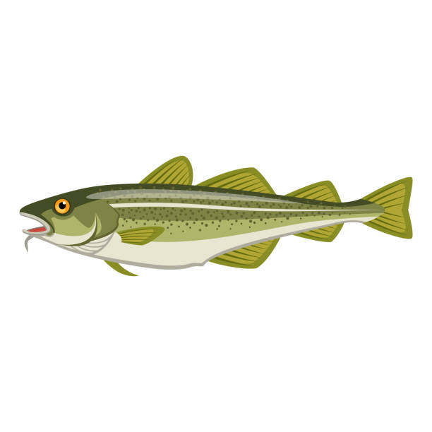 ilustrações de stock, clip art, desenhos animados e ícones de torsk - bacalhau